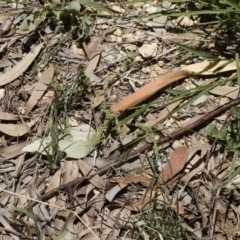 Paronychia brasiliana at Michelago, NSW - 7 Dec 2018