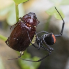 Latrodectus hasselti (Redback Spider) at Michelago, NSW - 9 Dec 2018 by Illilanga