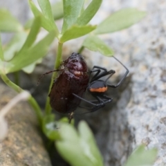 Latrodectus hasselti at Michelago, NSW - 10 Dec 2018