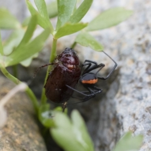 Latrodectus hasselti at Michelago, NSW - 10 Dec 2018 06:59 AM