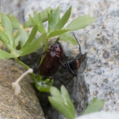 Latrodectus hasselti at Michelago, NSW - 10 Dec 2018