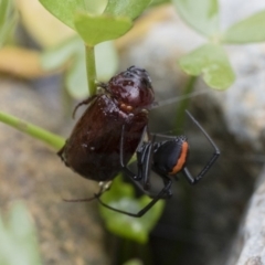 Latrodectus hasselti at Michelago, NSW - 10 Dec 2018 06:59 AM