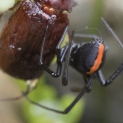 Latrodectus hasselti at Michelago, NSW - 10 Dec 2018 06:59 AM