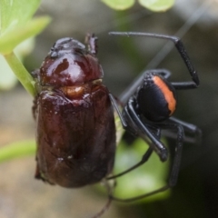 Melolonthinae (subfamily) (Cockchafer) at Michelago, NSW - 10 Dec 2018 by Illilanga