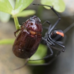 Melolonthinae (subfamily) at Michelago, NSW - 10 Dec 2018 06:58 AM