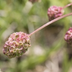 Sanguisorba minor (Salad Burnet, Sheep's Burnet) at Illilanga & Baroona - 24 Nov 2018 by Illilanga