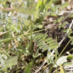 Sanguisorba minor at Michelago, NSW - 25 Nov 2018