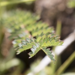 Sanguisorba minor at Michelago, NSW - 25 Nov 2018 09:42 AM