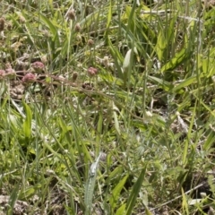 Sanguisorba minor at Michelago, NSW - 25 Nov 2018