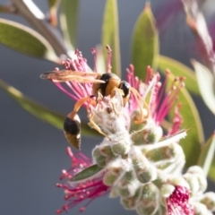 Delta bicinctum (Potter wasp) at Michelago, NSW - 30 Nov 2018 by Illilanga