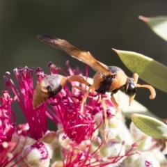 Delta bicinctum at Michelago, NSW - 30 Nov 2018