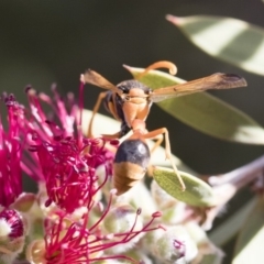 Delta bicinctum at Michelago, NSW - 30 Nov 2018