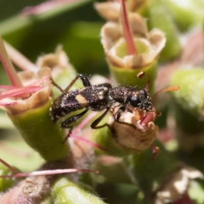 Eleale pulchra (Clerid beetle) at Illilanga & Baroona - 9 Dec 2018 by Illilanga