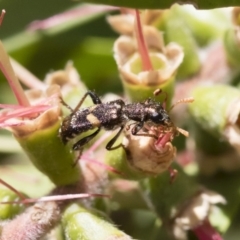 Eleale pulchra at Michelago, NSW - 10 Dec 2018