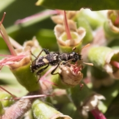 Eleale pulchra at Michelago, NSW - 10 Dec 2018