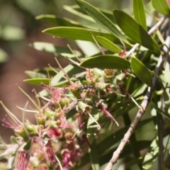 Eleale pulchra at Michelago, NSW - 10 Dec 2018