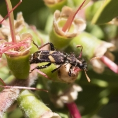 Eleale pulchra at Michelago, NSW - 10 Dec 2018