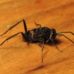 Evaniidae (family) (Hatchet wasp) at Conder, ACT - 19 Nov 2018 by michaelb