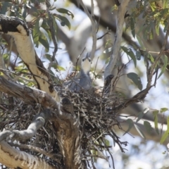 Egretta novaehollandiae (White-faced Heron) at Illilanga & Baroona - 29 Oct 2018 by Illilanga