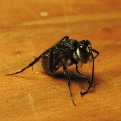 Evaniidae (family) (Hatchet wasp) at Pollinator-friendly garden Conder - 19 Nov 2018 by michaelb