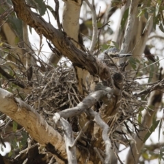 Egretta novaehollandiae (White-faced Heron) at Michelago, NSW - 26 Nov 2018 by Illilanga