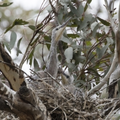 Egretta novaehollandiae (White-faced Heron) at Michelago, NSW - 9 Dec 2018 by Illilanga