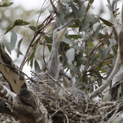 Egretta novaehollandiae (White-faced Heron) at Illilanga & Baroona - 9 Dec 2018 by Illilanga