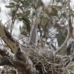 Egretta novaehollandiae at Michelago, NSW - 9 Dec 2018