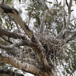 Egretta novaehollandiae at Michelago, NSW - 9 Dec 2018