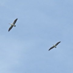 Pelecanus conspicillatus (Australian Pelican) at Molonglo Valley, ACT - 14 Dec 2018 by RodDeb