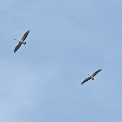 Pelecanus conspicillatus (Australian Pelican) at Molonglo Valley, ACT - 14 Dec 2018 by RodDeb