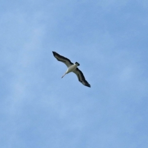 Pelecanus conspicillatus at Molonglo Valley, ACT - 14 Dec 2018 01:37 PM