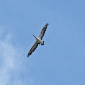 Pelecanus conspicillatus at Molonglo Valley, ACT - 14 Dec 2018 01:37 PM