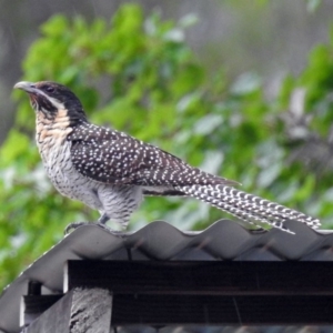 Eudynamys orientalis at Macarthur, ACT - 14 Dec 2018