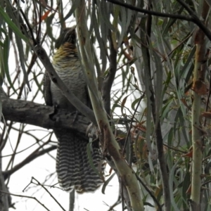 Eudynamys orientalis at Macarthur, ACT - 14 Dec 2018