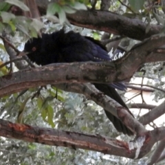 Eudynamys orientalis at Macarthur, ACT - 14 Dec 2018