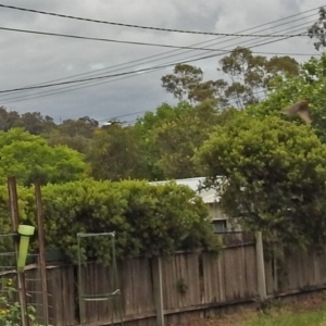 Eudynamys orientalis at Macarthur, ACT - 14 Dec 2018