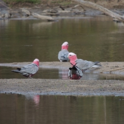 Eolophus roseicapilla (Galah) at Gigerline Nature Reserve - 9 Dec 2018 by michaelb