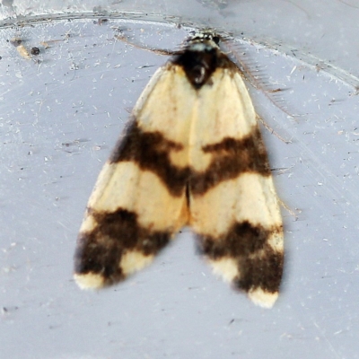 Thallarcha chrysochares (Tiger Footman) at O'Connor, ACT - 4 Dec 2018 by ibaird