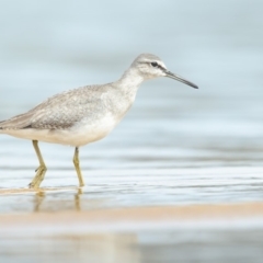 Tringa brevipes (Grey-tailed Tattler) at Tathra, NSW - 14 Dec 2018 by Leo