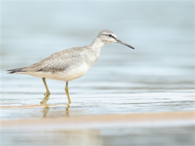 Tringa brevipes (Grey-tailed Tattler) at Tathra, NSW - 15 Dec 2018 by Leo