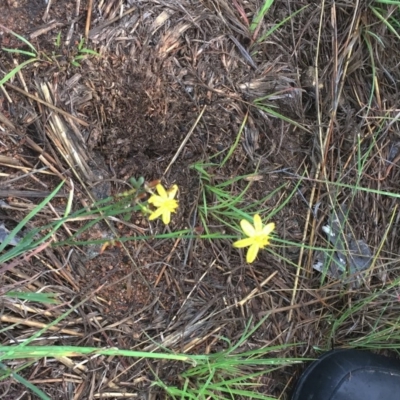 Tricoryne elatior (Yellow Rush Lily) at Hughes Garran Woodland - 14 Dec 2018 by ruthkerruish