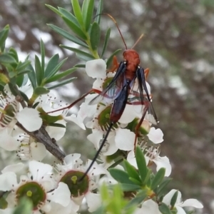 Lissopimpla excelsa at Molonglo Valley, ACT - 15 Dec 2018