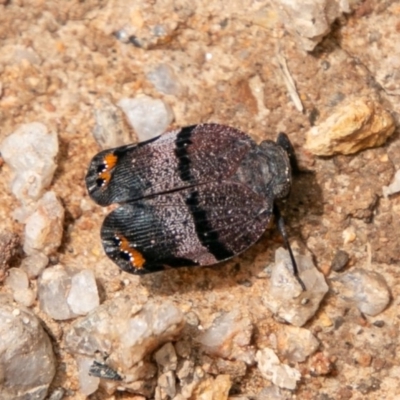 Platybrachys vidua (Eye-patterned Gum Hopper) at Paddys River, ACT - 15 Dec 2018 by SWishart