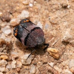 Platybrachys vidua at Paddys River, ACT - 15 Dec 2018