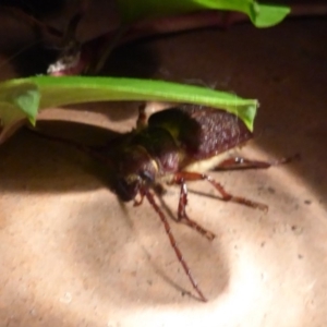 Sceleocantha glabricollis at Flynn, ACT - 12 Dec 2018 08:03 PM