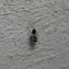 Crematogaster sp. (genus) (Acrobat ant, Cocktail ant) at Flynn, ACT - 15 Dec 2018 by Christine