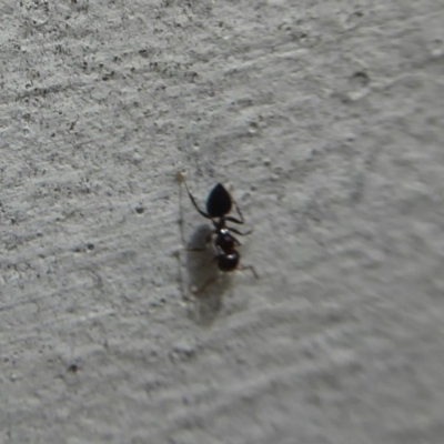 Crematogaster sp. (genus) (Acrobat ant, Cocktail ant) at Flynn, ACT - 15 Dec 2018 by Christine
