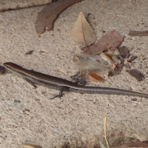 Lampropholis delicata at Flynn, ACT - 15 Dec 2018