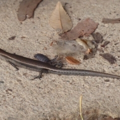 Lampropholis delicata at Flynn, ACT - 15 Dec 2018